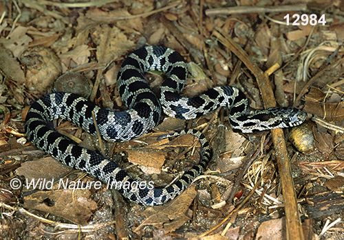 Fox Snake (Elaphe vulpina)